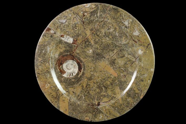 Fossil Orthoceras & Goniatite Round Plate - Stoneware #140053